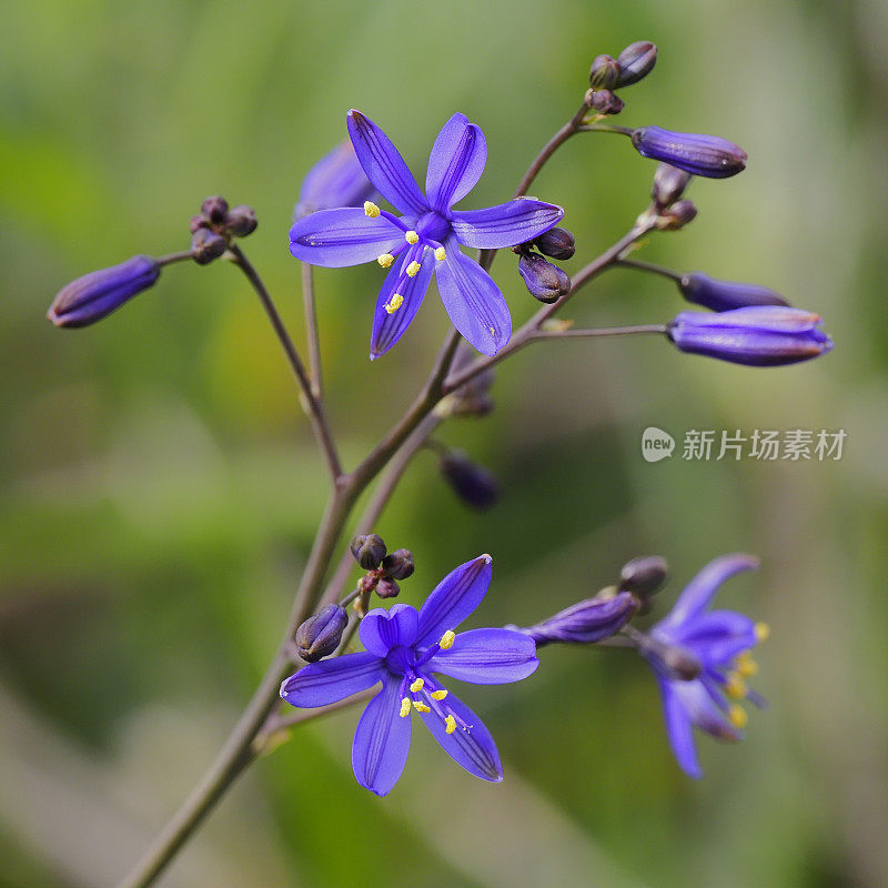 几朵“Azulillo”或“Pajarito Azul”的花生长在安第斯山麓。